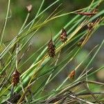 Carex magellanica Habitat