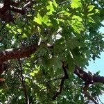 Brachychiton acerifolius Leaf