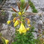 Oenothera glaziovianaFlower