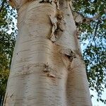 Betula utilis چھال