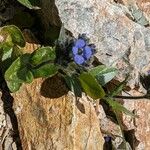 Veronica alpina Žiedas