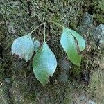 Antrophyum mannianum Hoja