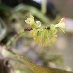 Diaphananthe spiralis Flower