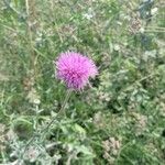 Cirsium texanum Květ