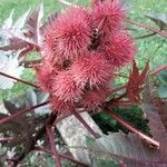 Ricinus communis Gyümölcs