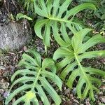 Monstera deliciosaHostoa