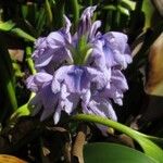 Pontederia crassipes Цвят