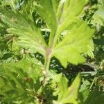 Artemisia princeps List
