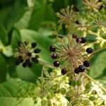 Aralia racemosa Fruit