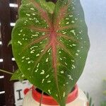 Caladium bicolor Liść