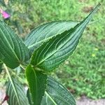 Strobilanthes hamiltoniana Levél