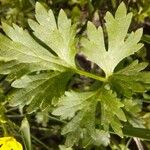 Ranunculus sardous Leaf