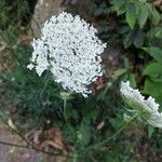 Daucus carotaFlower