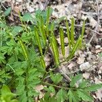 Cardamine graeca Fruit