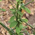 Balanites aegyptiaca Leaf