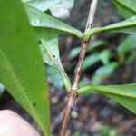 Vochysia guianensis Leaf