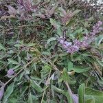 Vitex trifolia Blatt