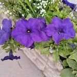 Petunia spp. Flors