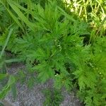 Artemisia verlotiorum Blatt