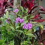 Guarianthe bowringiana Blomst