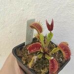 Dionaea muscipula Folha