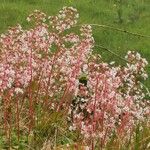 Saxifraga hirsuta Flor