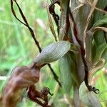Himantoglossum hircinum 果實