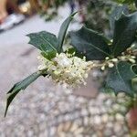 Osmanthus heterophyllusKvet