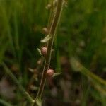 Saxifraga bulbifera خشب