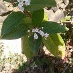 Viburnum tinusFlower