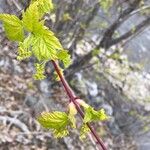 Acer glabrum Corteccia