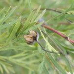 Lomatia tinctoria Fruct