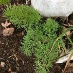 Seseli peucedanoides Hoja