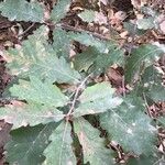 Quercus hartwissiana Лист