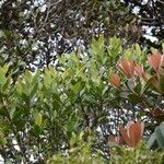 Alstonia legouixiae Hábito
