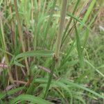 Bothriochloa laguroides 葉