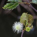 Osodendron altissimum Flower