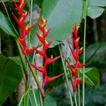 Heliconia farinosa Квітка