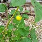 Solanum viarum Fruit