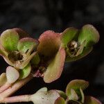 Portulaca granulatostellulata Хабит