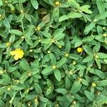 Hypericum calycinumLeaf