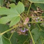 Brachychiton bidwillii Lapas