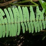 Senegalia multipinnata Leaf