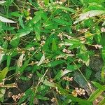 Persicaria minor অভ্যাস