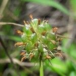 Trifolium strictum Fruit