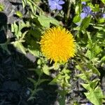 Taraxacum obliquilobum പുഷ്പം