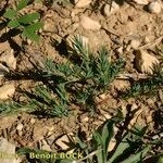 Polycnemum majus Libunga
