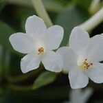 Rhododendron loranthiflorum 花