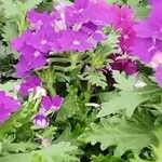 Verbena rigida पत्ता