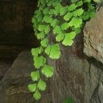 Adiantum capillus-veneris Leaf